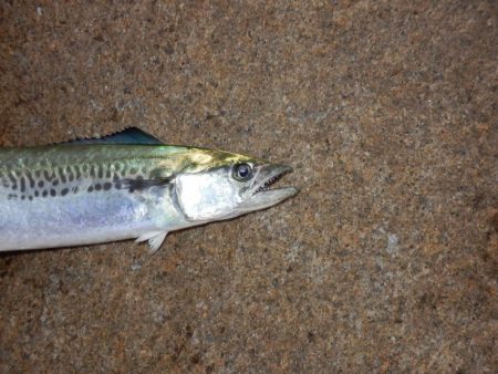 ただの!普通の‼巻き　【20251116】